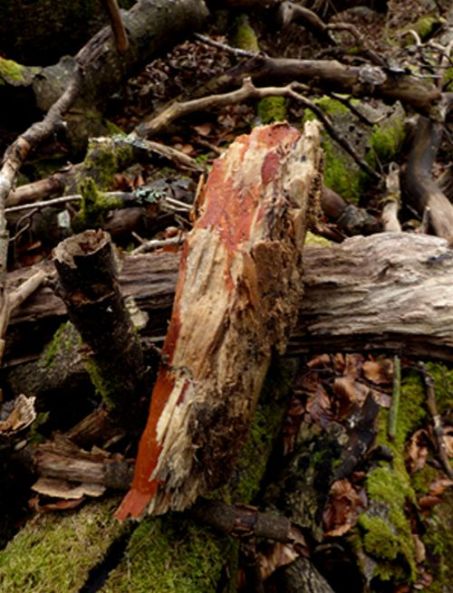 Pseudosclerotial plates produced by the mycelium on beech at Burnham Beeches, Buckinghamshire 